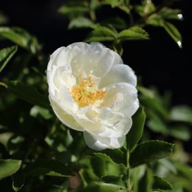 White Flower Carpet Rose